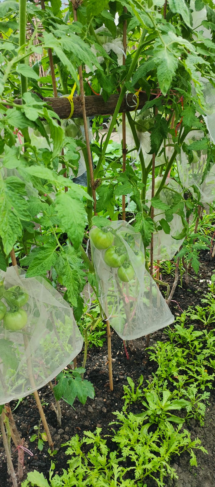 有機番茄(每磅)