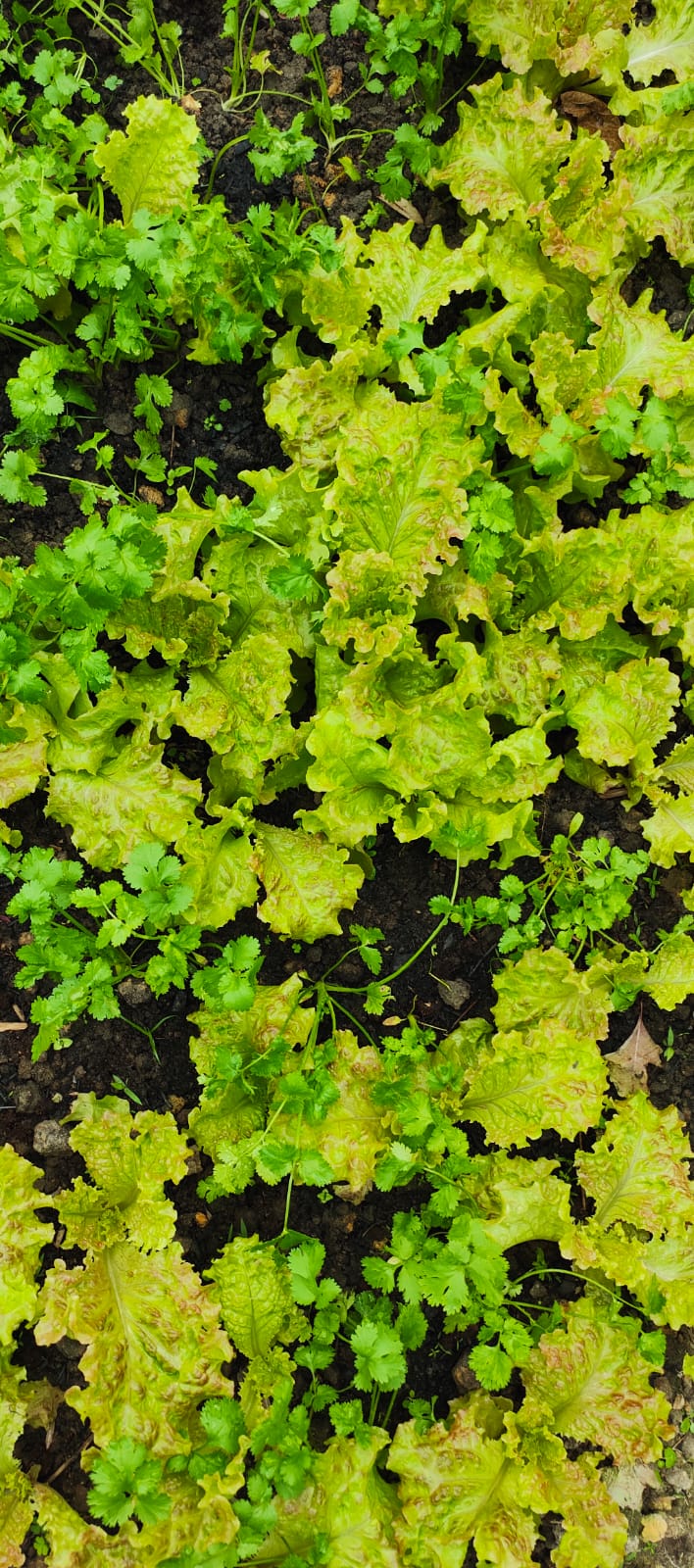 生菜沙拉菜 - 圖片 2